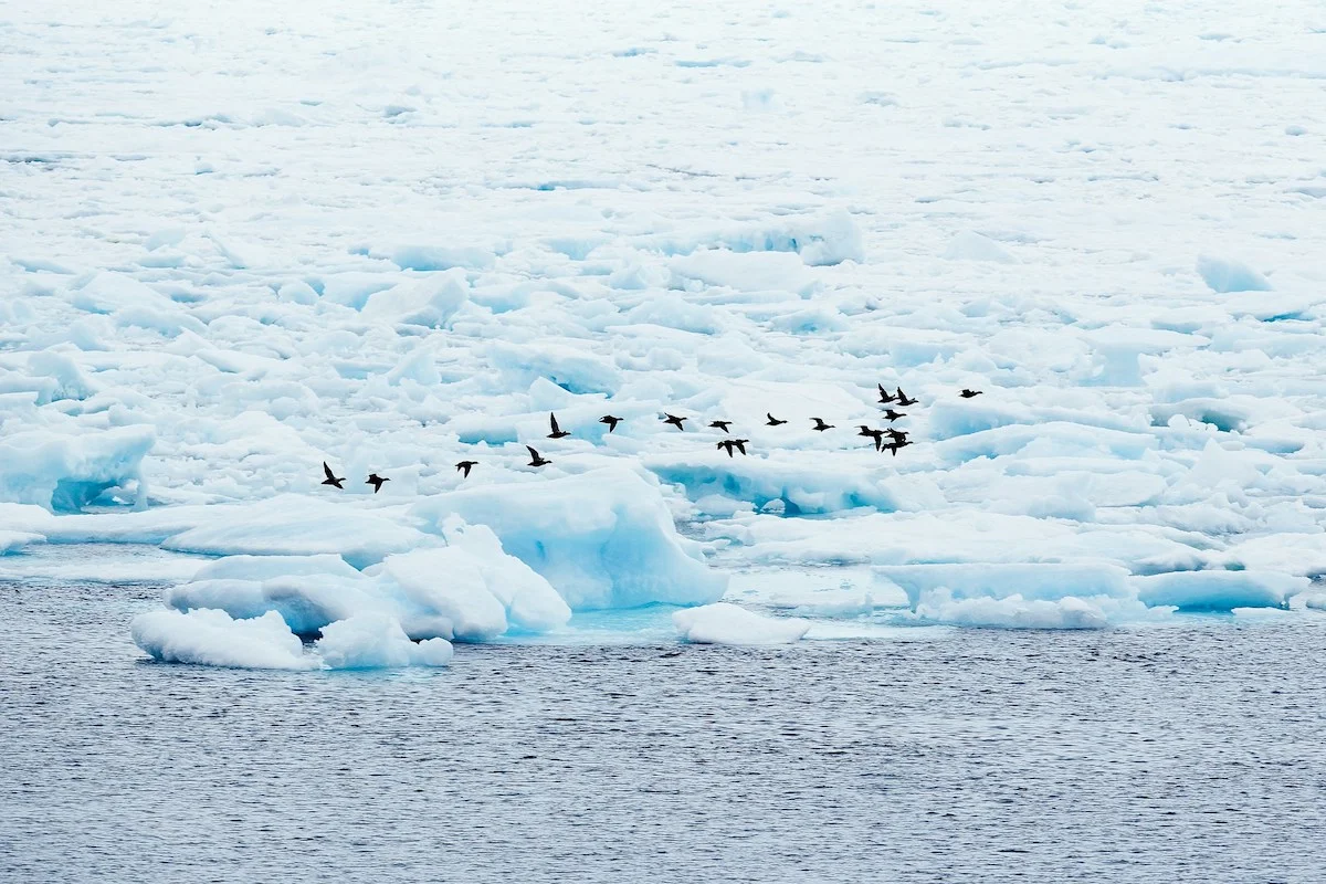 Vögel über Eis in der Arktis