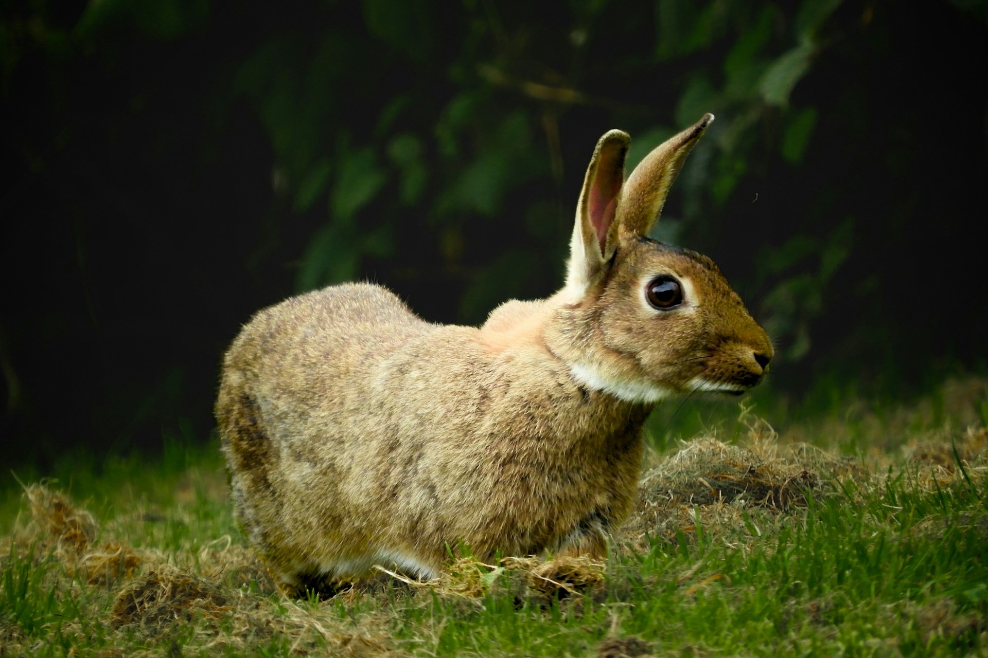 UK announces biggest-ever animal welfare reforms, first insects granted legal rights, saving Mexico's Galápagos