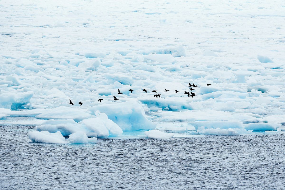 Refreezing the Arctic, tobacco use in India halves, flamingoes make a comeback in Türkiye